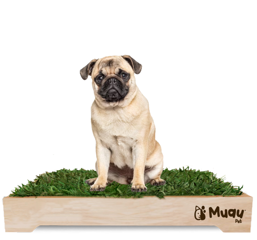 MUAUBOX DELUXE L — Sanitario Natural para Mascotas (81x53cm)