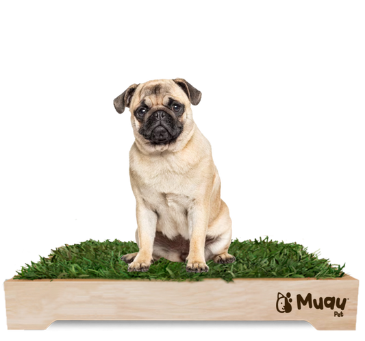 MUAUBOX DELUXE L | SANITARIO NATURAL