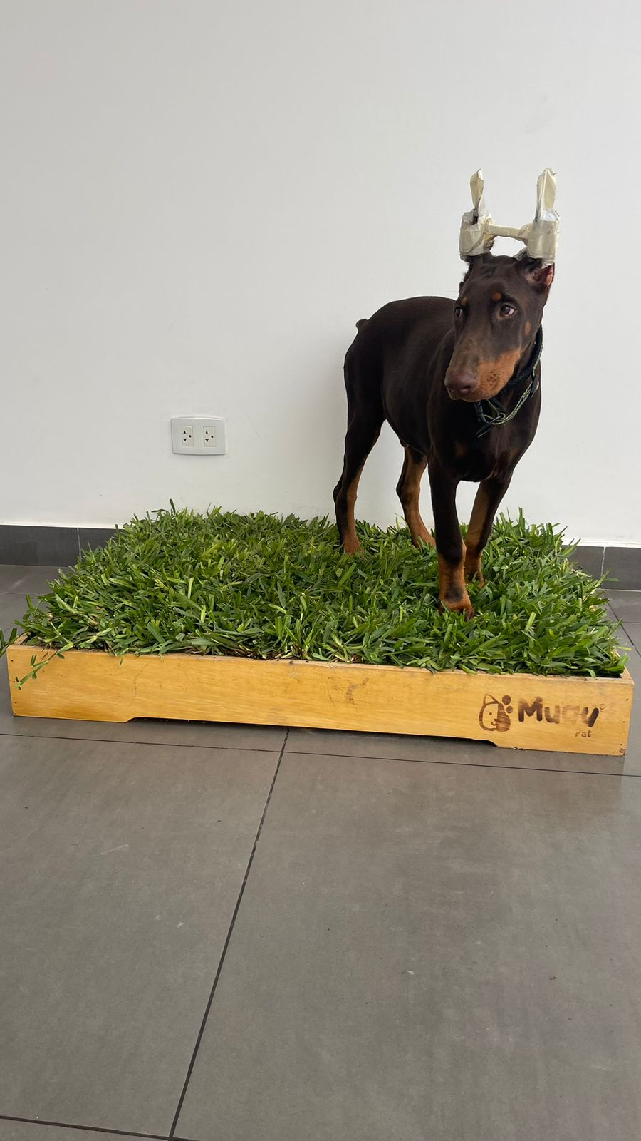 MUAUBOX DELUXE XL — Sanitario Natural para Mascotas (93x74cm)