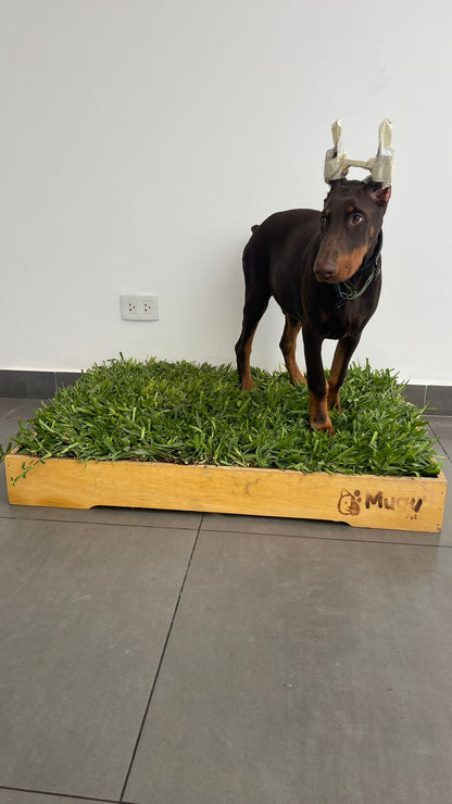 MUAUBOX DELUXE XL — Sanitario Natural para Mascotas (93x74cm)
