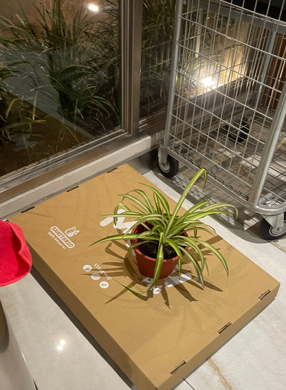 MUAUBOX BASIC | SANITARIO NATURAL