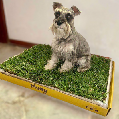 MUAUBOX BASIC | SANITARIO NATURAL
